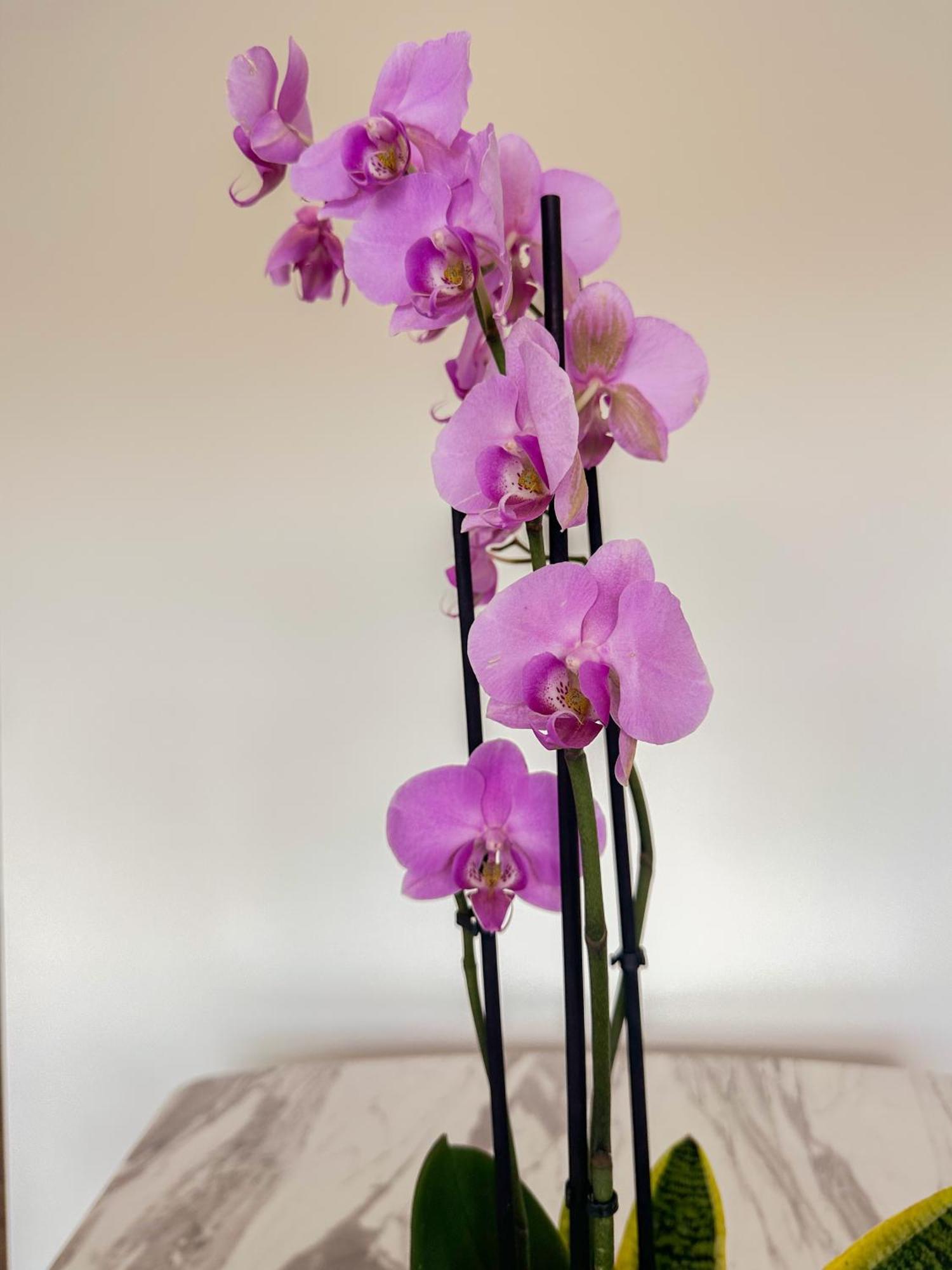 Flora Apartment